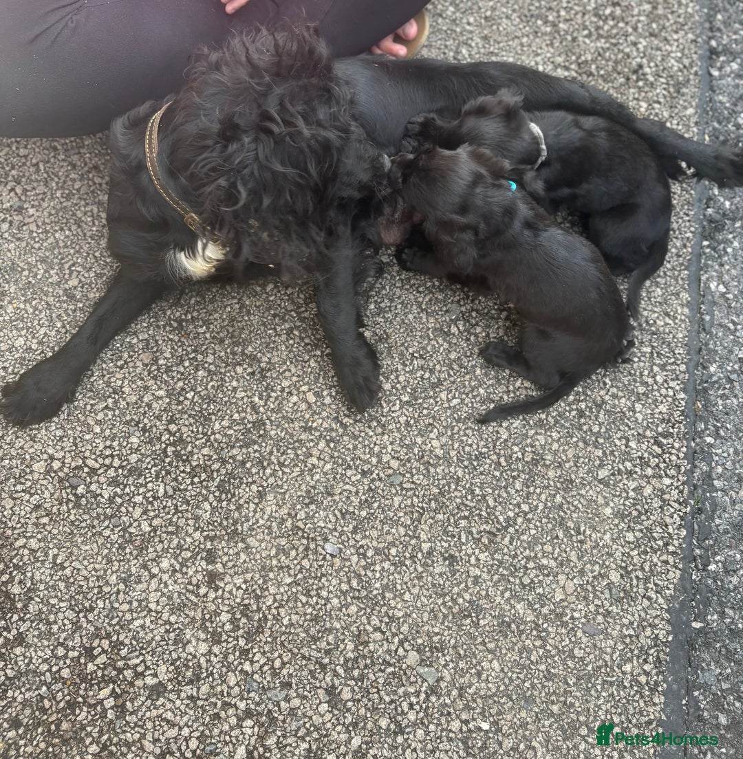 Cocker Spaniel dogs for sale: Gorgeous spaniel puppy’s   - Image 10