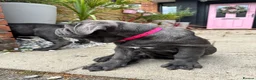 Neapolitan Mastiff dogs for sale: 1 girl puppy Neapolitan mastiff 8 week  - Advert 6