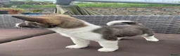 Akita dogs for sale: Akita Puppies  in Buxton - Advert 19