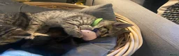 British Shorthair cats for sale: 🐾 5 Beautiful Kittens – British Shorthair Mum  - Advert 10