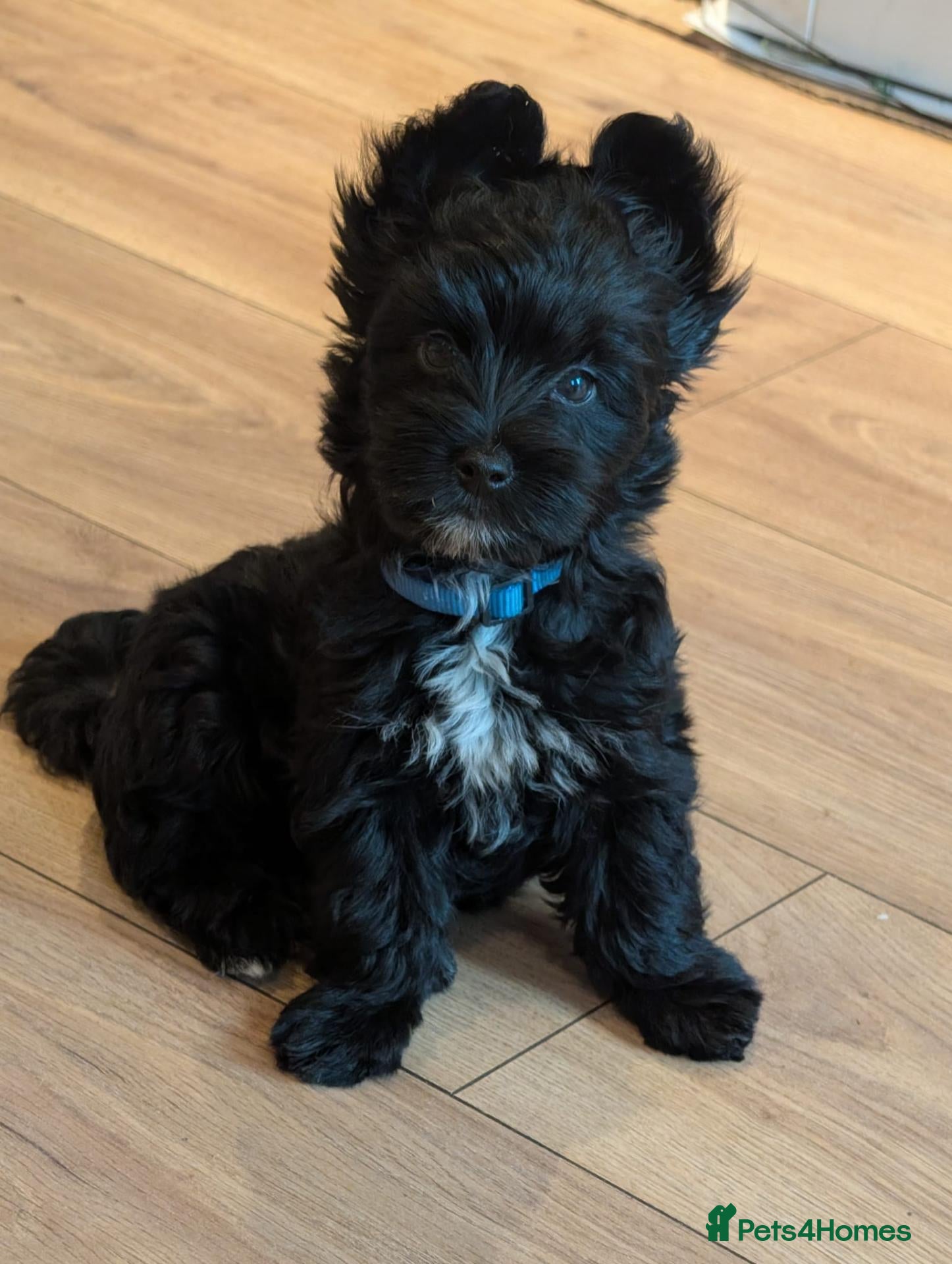Yorkshire Terrier dogs for sale: Stunning Yorkshire Litter of Unique Colours - Advert 13