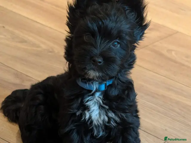 Yorkshire Terrier dogs for sale: Stunning Yorkshire Litter of Unique Colours - Advert 8