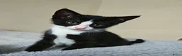 Domestic Shorthair cats for sale: 7 beautiful kittens for sale - Advert 6