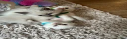 Ragdoll cats for sale: Stunning ragdoll babies for sale  - Advert 13