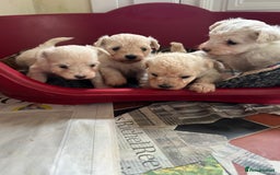 Mixed Breed dogs for sale: Gorgeous Bichon Frise x Maltese Puppies - Image 13