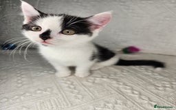 Scottish Fold cats for sale: Scottish straight x British short kittens  - Image 7