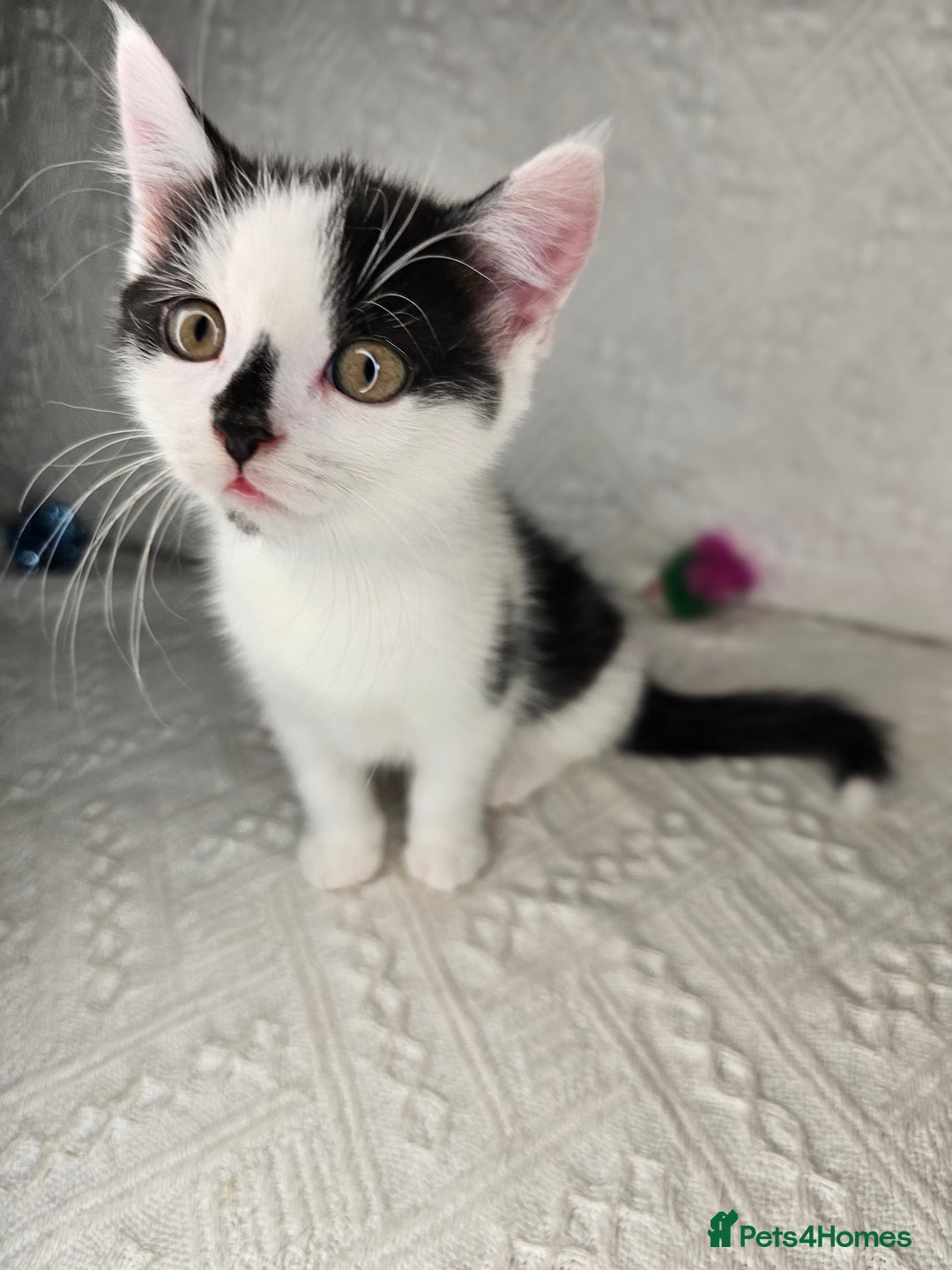 Scottish Fold cats for sale: Scottish straight x British short kittens  - Image 7