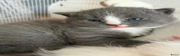 Mixed Breed cats for sale: 🐱 Beautiful friendly kittens 🐱 £180-£250  - Advert 2