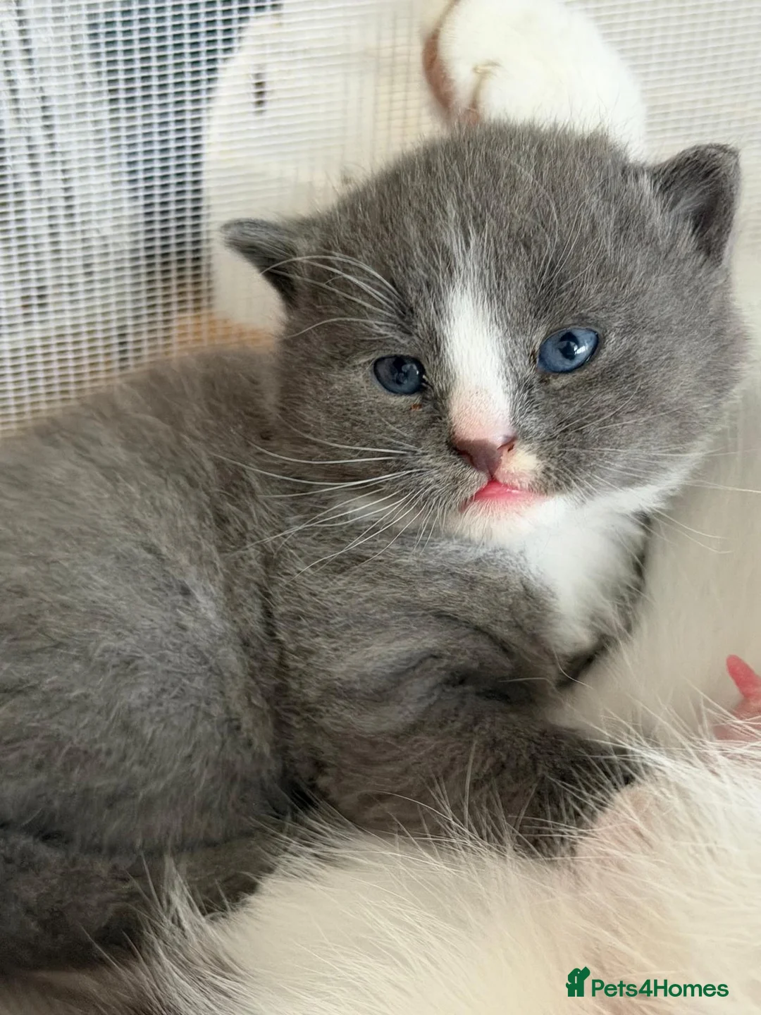 Mixed Breed cats for sale: 🐱 Beautiful friendly kittens 🐱 £180-£250  - Advert 2