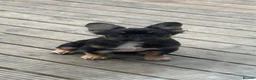 French Bulldog dogs for sale: Fluffy French bulldog  - Advert 2