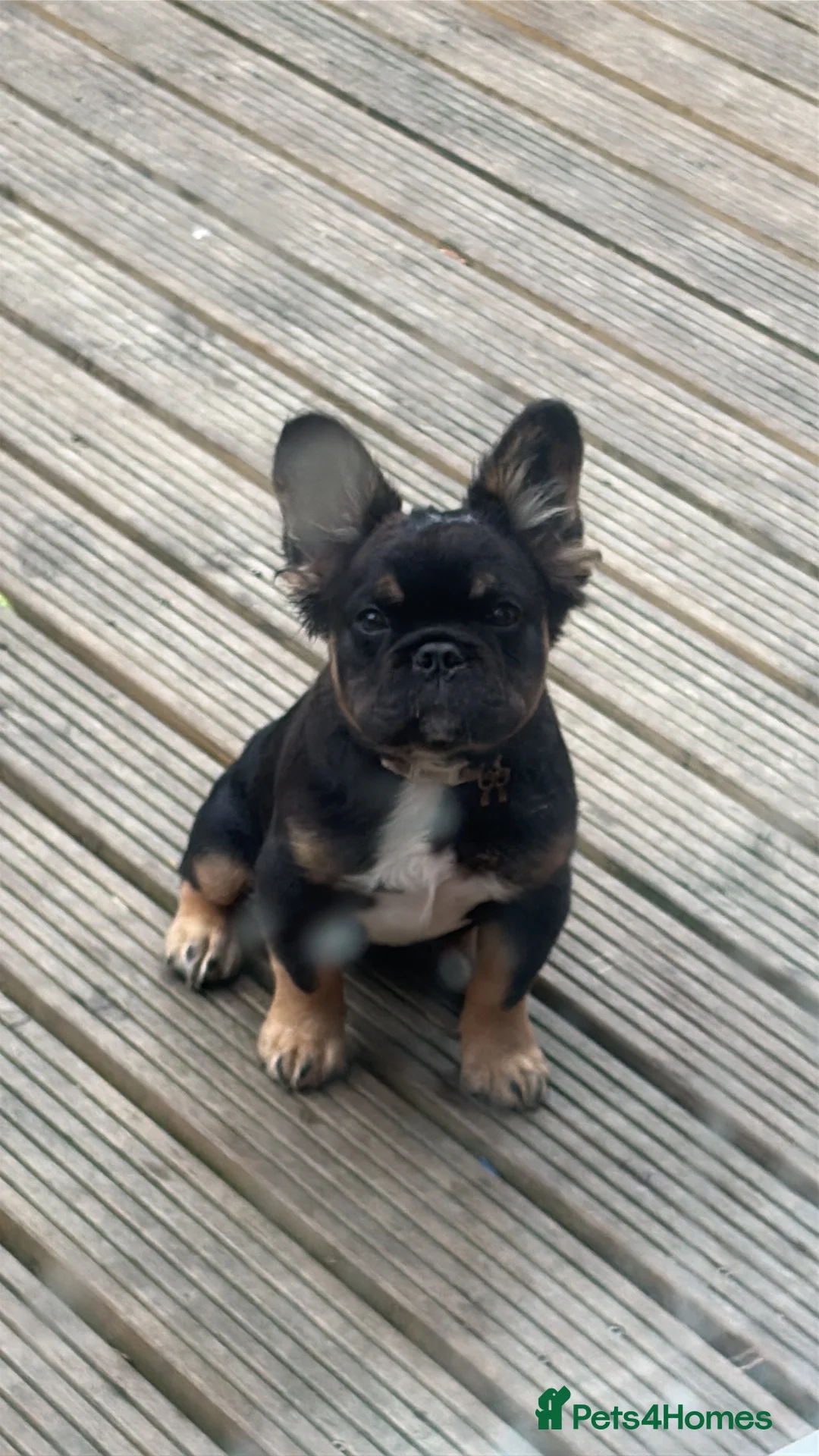 French Bulldog dogs for sale: Fluffy French bulldog  - Advert 2