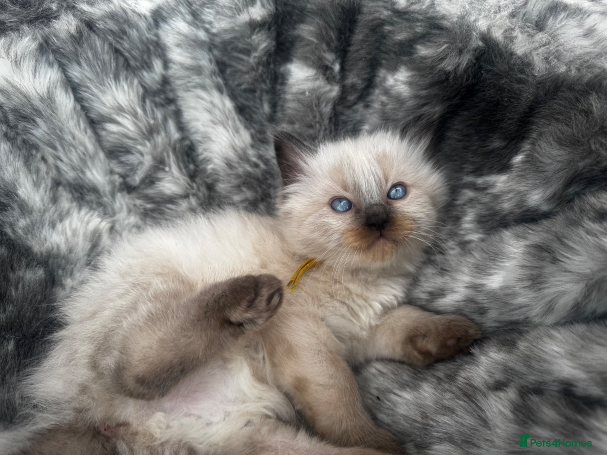 Ragdoll cats Stunning ragdoll kittens  - Advert 1