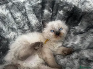 Ragdoll cats Stunning ragdoll kittens - Advert 6