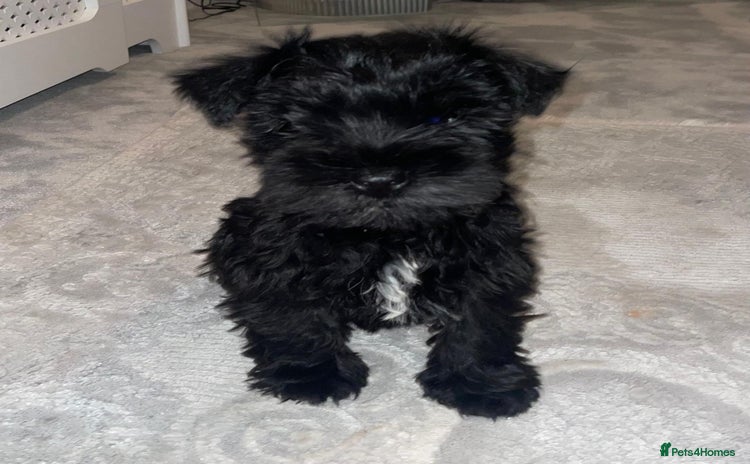 Miniature Schnauzer dogs KC Pedigree Mini Schnauzer - Advert 1