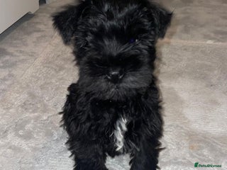 Miniature Schnauzer dogs KC Pedigree Mini Schnauzer - Advert 3