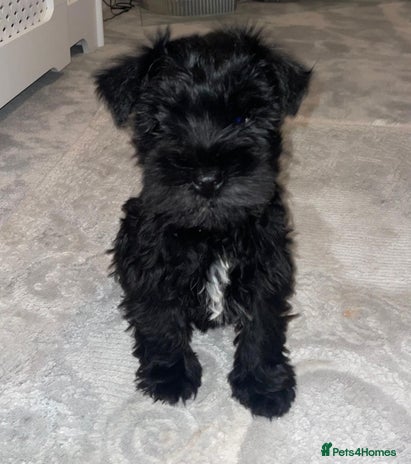 Miniature Schnauzer dogs KC Pedigree Mini Schnauzer - Advert 2