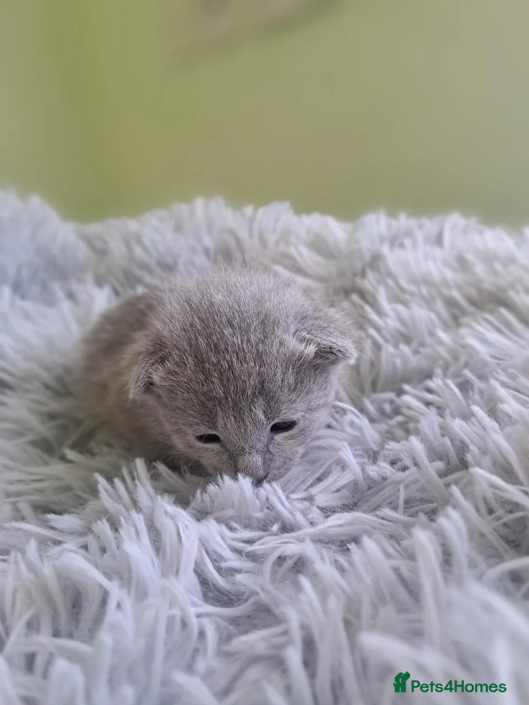 Russian Blue cats for sale: TICA 5* pedigree Russian blue kittens  - Advert 2