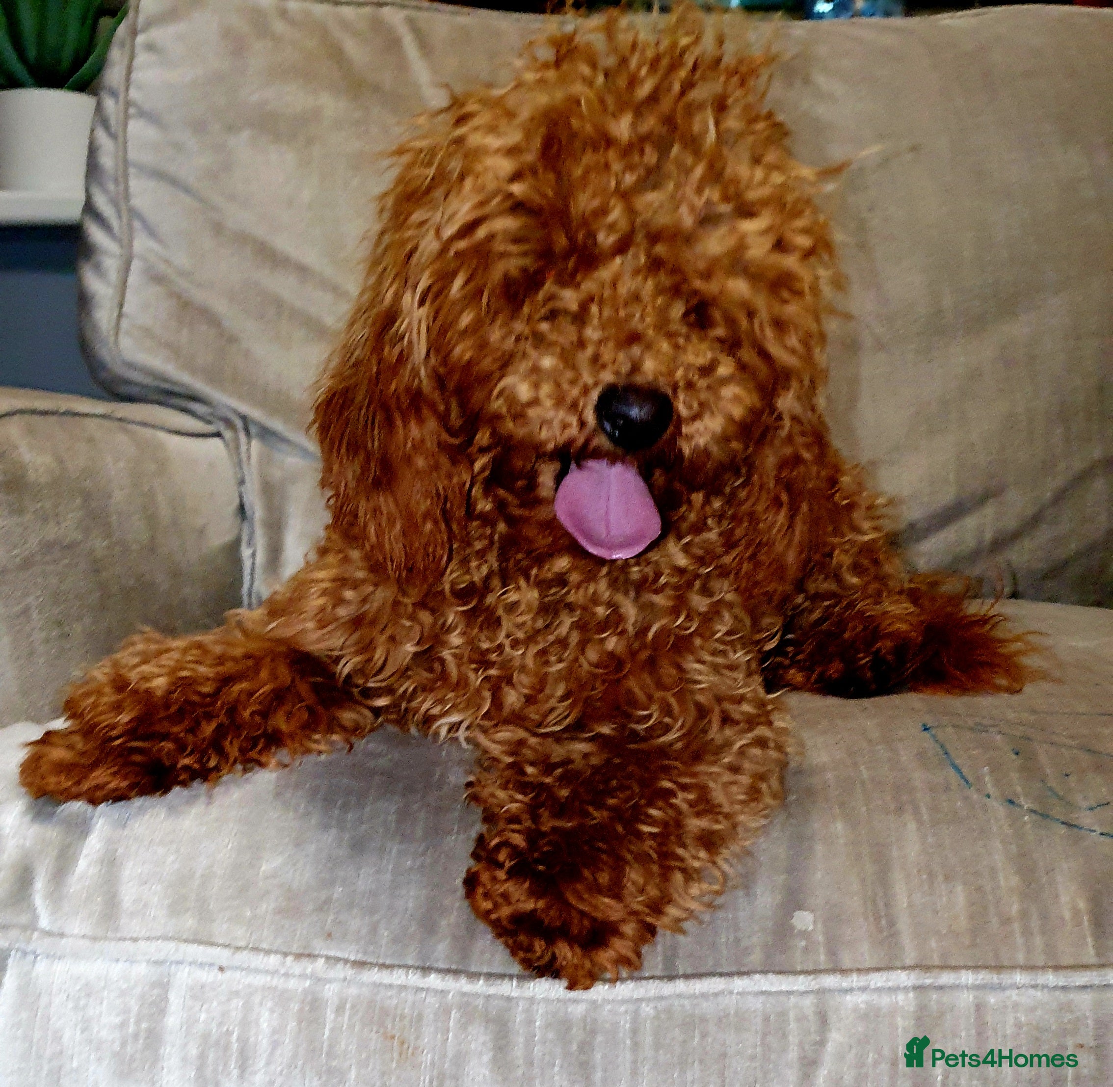 Miniature Poodle dogs Miniature poodle  - Advert 14