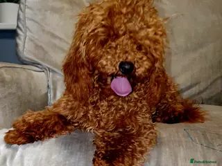 Miniature Poodle dogs Miniature poodle - Advert 14