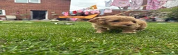 Cockapoo dogs for sale: Cockapoo F1B puppies - Advert 6