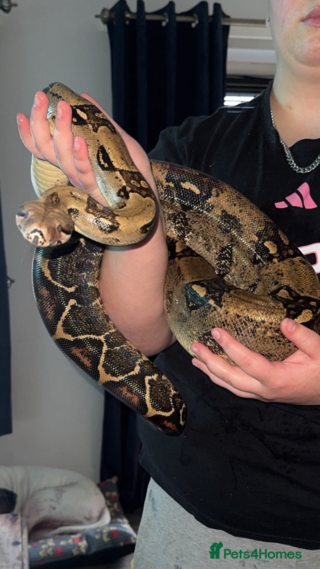 Boa Snake reptiles for sale: Common boa - Advert 1