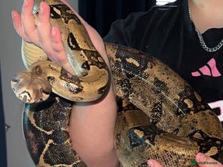 Boa Snake reptiles Common boa - Advert 6