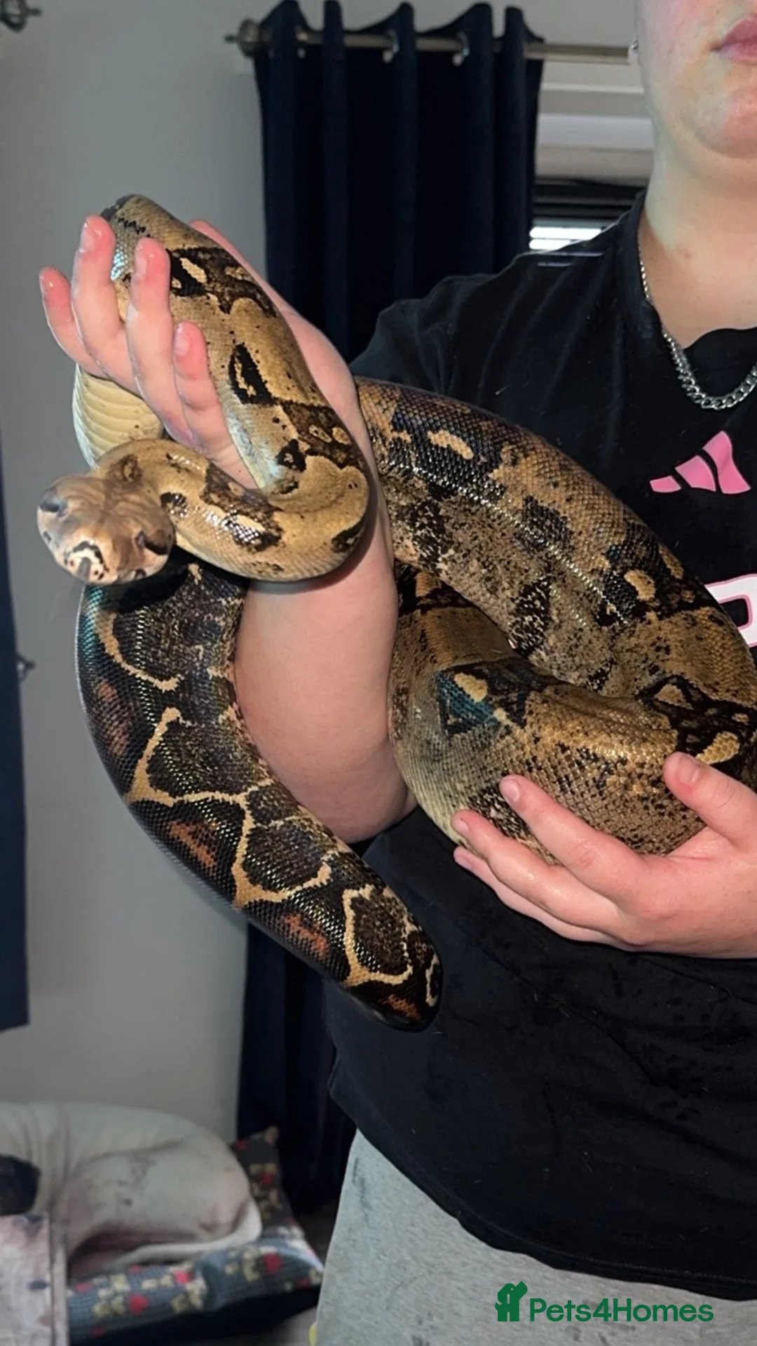 Boa Snake reptiles for sale: Common boa - Advert 1