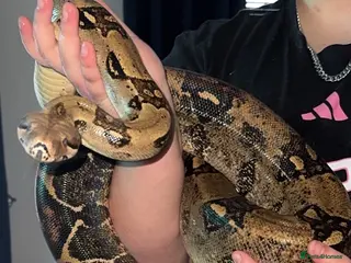 Boa Snake reptiles Common boa - Advert 12