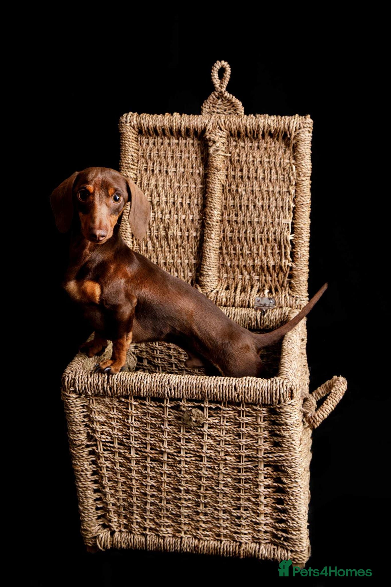 Miniature Dachshund dogs kC Miniature Dachshund Chocolate and tan  - Advert 4
