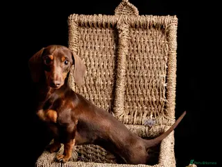 Miniature Dachshund dogs kC Miniature Dachshund Chocolate and tan - Advert 4