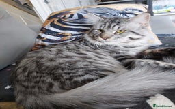 Maine Coon cats for sale: XXL Maine-coon beautiful silver boy. - Image 2