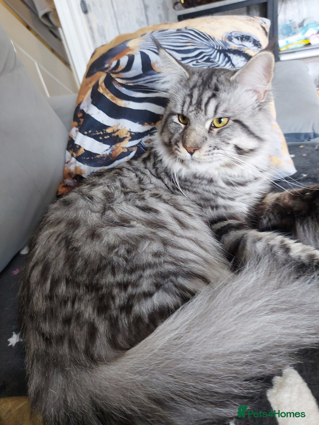 Maine Coon cats for sale: XXL Maine-coon beautiful silver boy. - Image 2