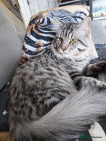 Maine Coon cats XXL Maine-coon beautiful silver boy. - Advert 1