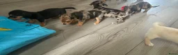 Jackshund dogs for sale: Beautiful jackweenies for sale  - Advert 37