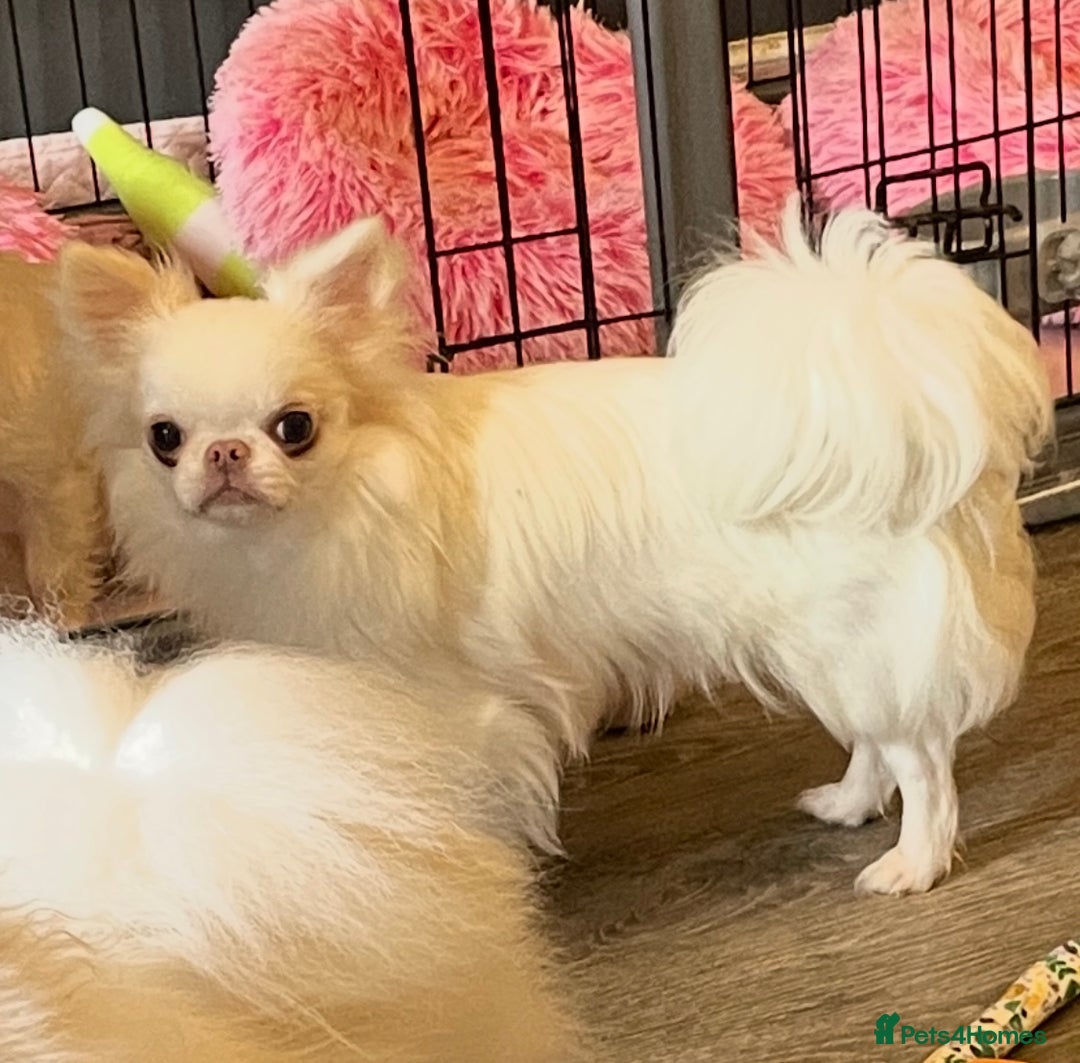 Chihuahua dogs for sale: Stunning pure white longcoat chi boy - Advert 5