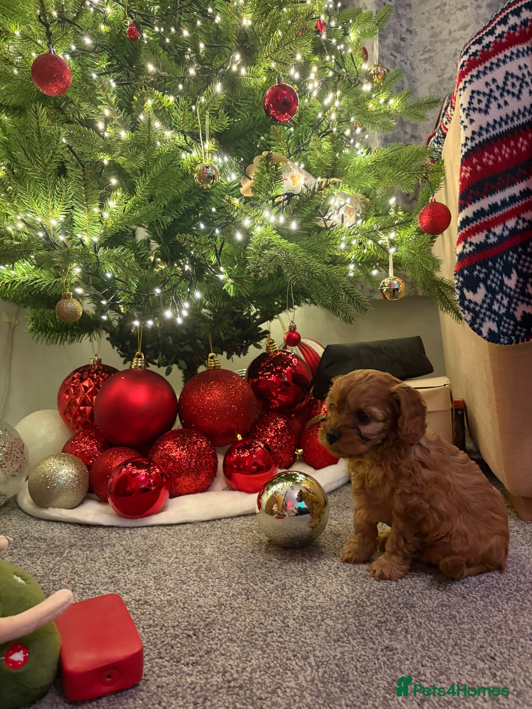 Cavapoo dogs for sale: Female Cavapoo  - Advert 5