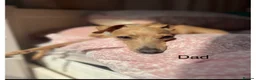 Italian Greyhound dogs for sale: 🐾 KC Registered Italian Greyhound Puppies 🐾 - Advert 8