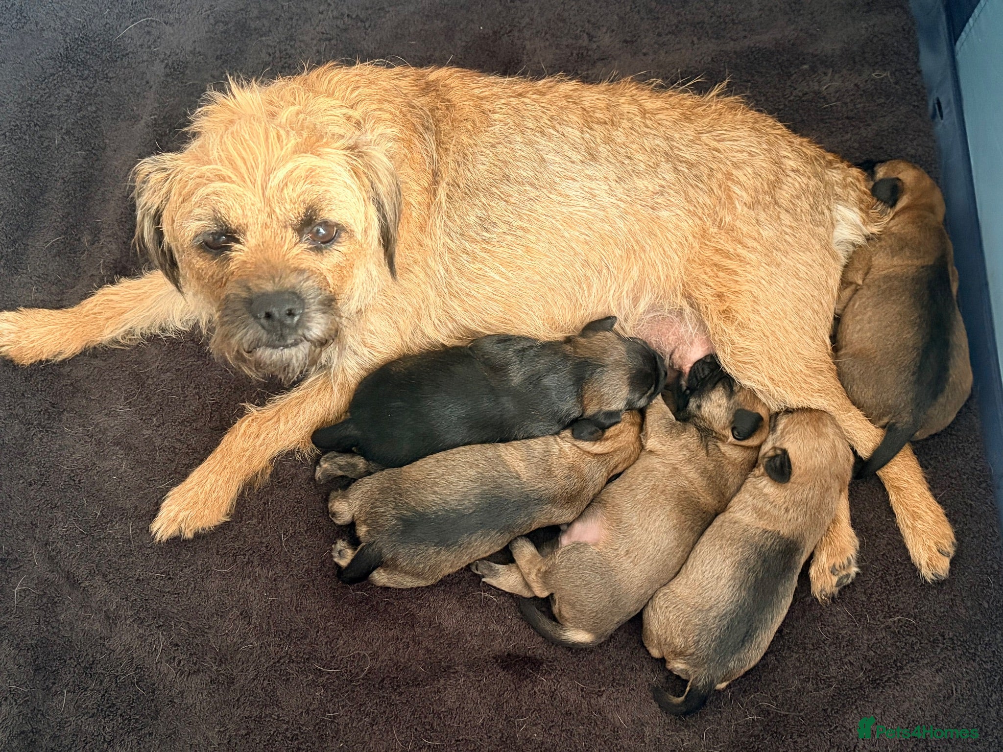 Border Terrier dogs Border terrier puppies - Advert 1