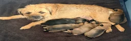 Border Terrier dogs for sale: Border terrier puppies - Advert 1