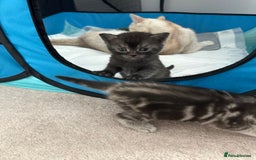 Mixed Breed cats for sale: British shorthair X British shorthair x Tabby - Image 24