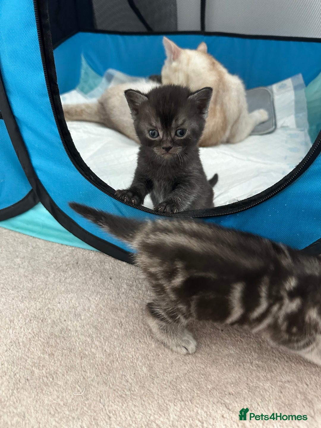 Mixed Breed cats for sale: British shorthair X British shorthair x Tabby - Image 24