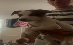 Mixed Breed dogs for sale: belgian malinois - Image 6