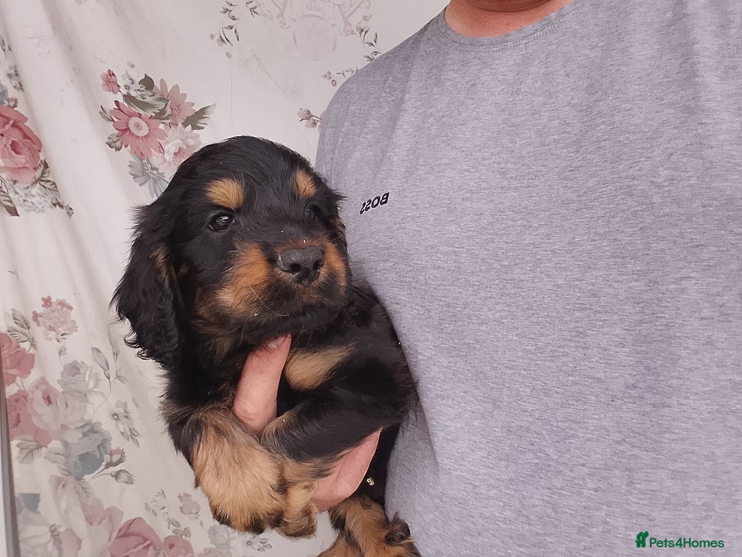 Cockapoo dogs for sale: P.a.r. clear F1 cockapoo - Image 6
