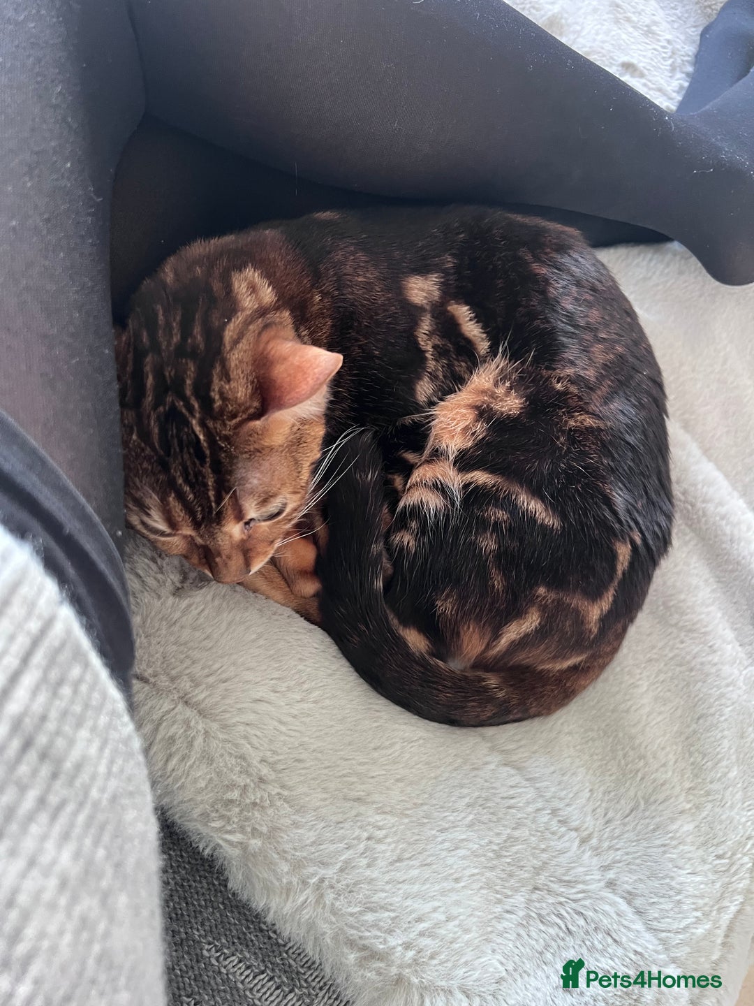 Bengal cats for sale: Marble Bengal Adult Female  - Image 2