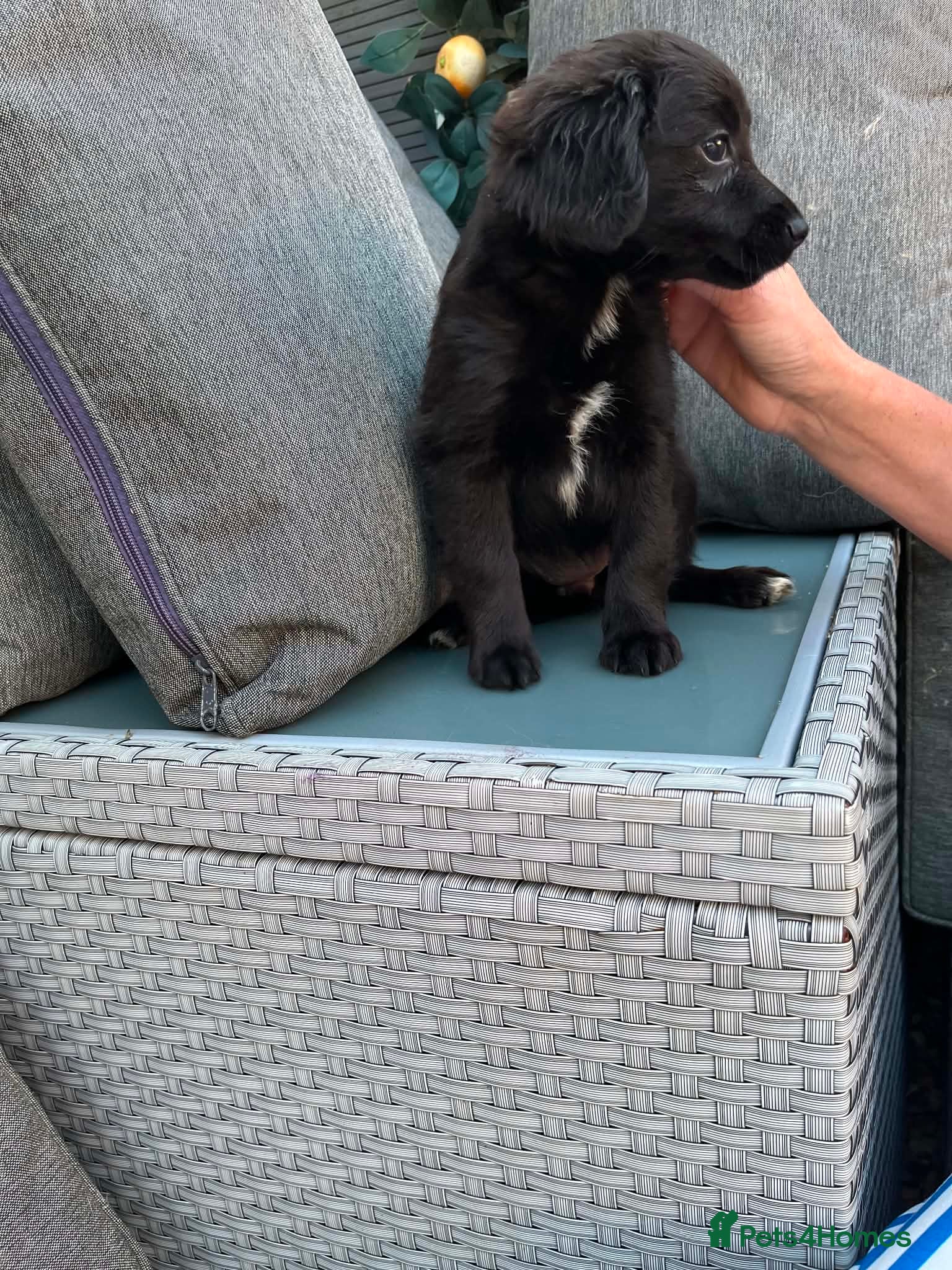 Mixed Breed dogs Cockeranians 1 beautiful boy left £500 - Advert 2