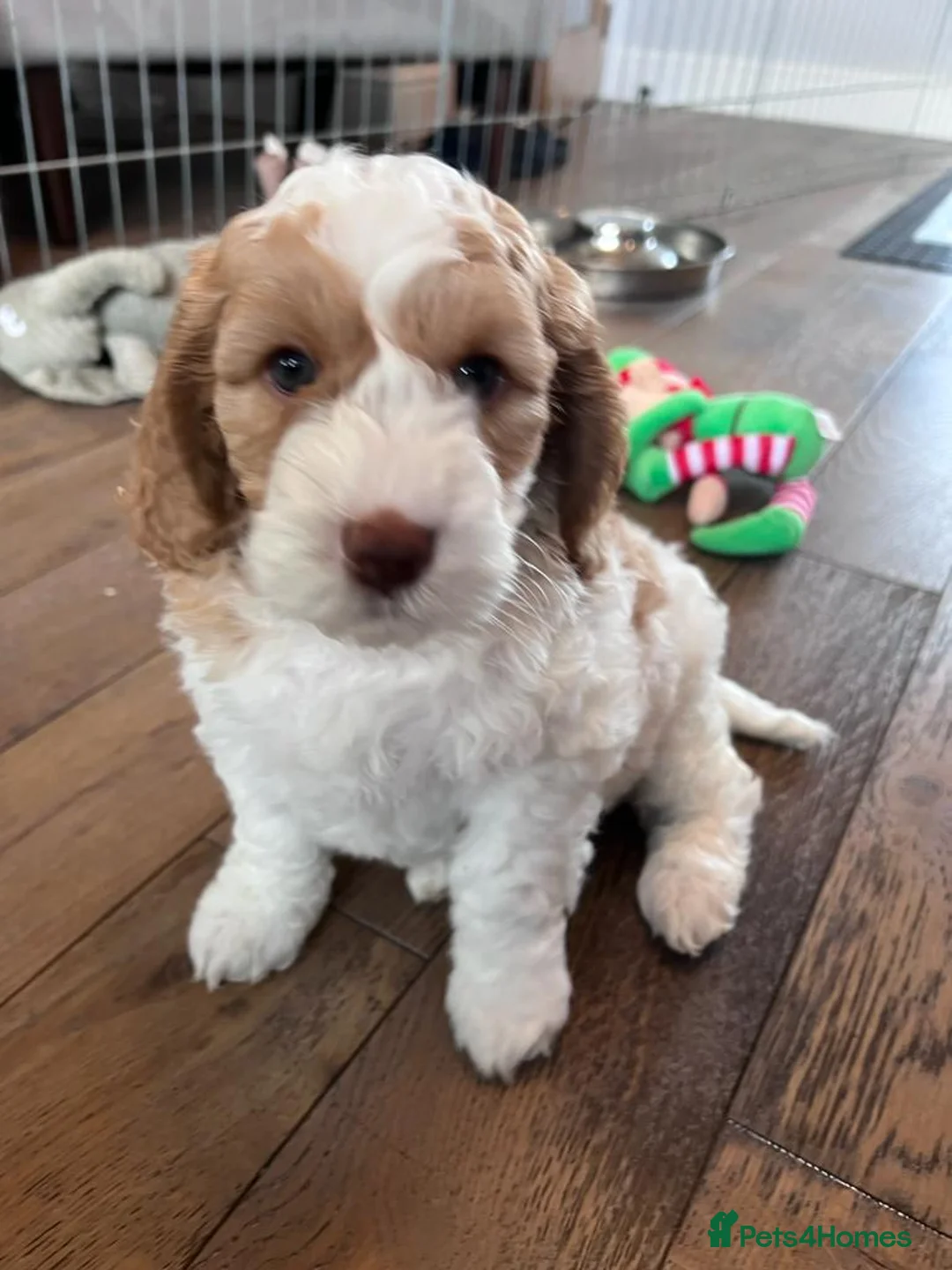 Cockapoo dogs for stud: Proven Red & white F1 cockapoo stud dog. in Barnsley - Advert 25