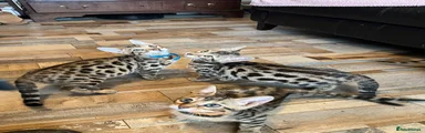 Bengal 4