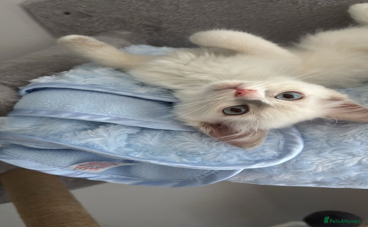 Ragdoll cats - Advert 3
