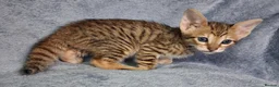Savannah cats for sale: Super spotty F5 Savannah kittens - Advert 7