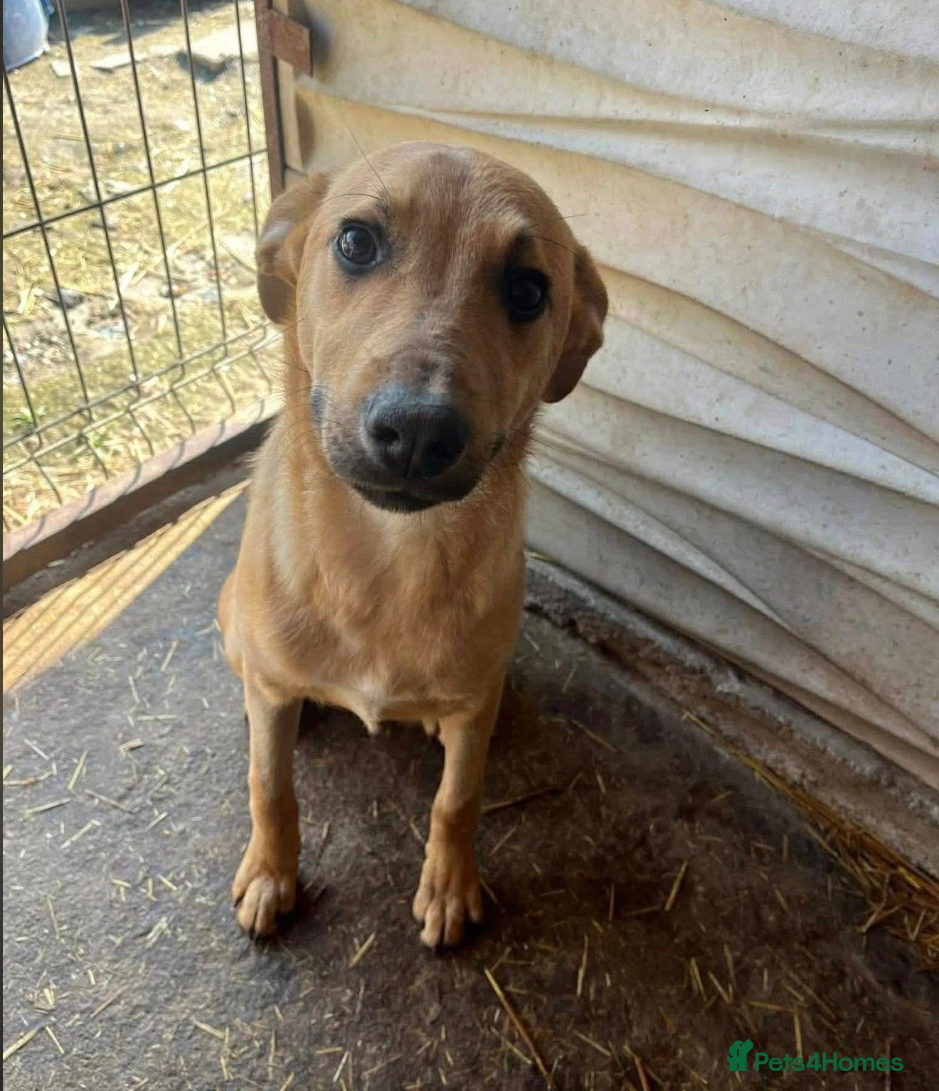 Mixed Breed dogs 🐾 Meet Rufus – He Needs a Chance, Not a Kennel 🐾 - Advert 2